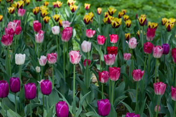 glade covered with many violet pink tulips
