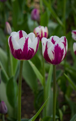 Fototapeta premium large maroon tulips with white stripes close up