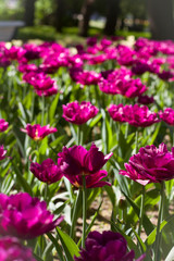 Fototapeta premium glade covered with many violet pink tulips