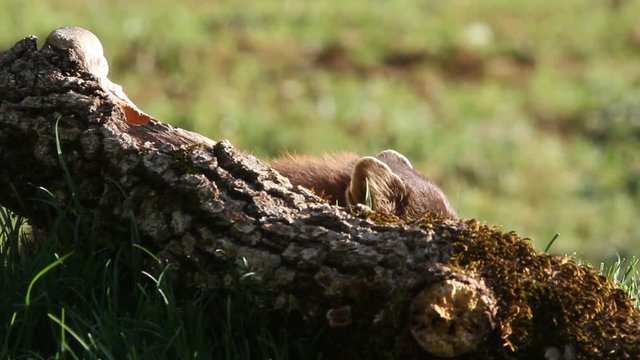 Adult male of Pine marten, Martes martes