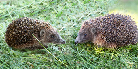 A pair of hedgehogs met face to face