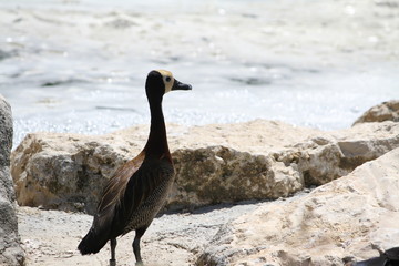 white-faced whistling duck (scientific name: Dendrocygna viduata)