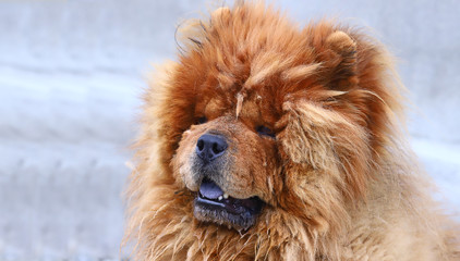 Portrait of a very shaggy dog ...