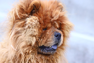 A dog that looks like a lion ....