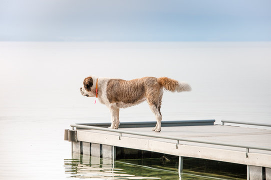 Saint Bernard standing on a dock on a lake