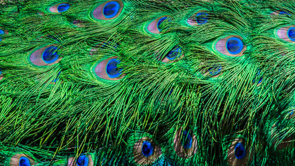 bright colorful abstract background of peacock tail close up
