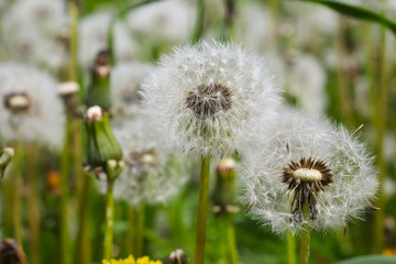 Spring flowers, dandelion inflorescences with parachute seeds. small depth of field, blurriness of the background,