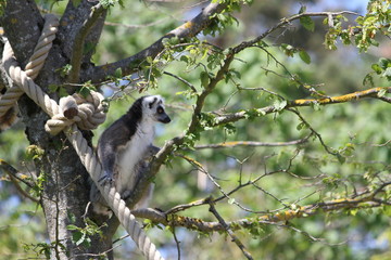 Ring-tailed lemur (scientific name: Lemur catta)