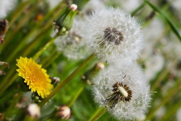 Spring flowers, dandelion inflorescences with parachute seeds. small depth of field, blurriness of the background,
