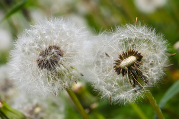 Spring flowers, dandelion inflorescences with parachute seeds. small depth of field, blurriness of the background,