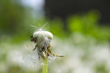Spring flowers, dandelion inflorescences with parachute seeds. small depth of field, blurriness of the background,
