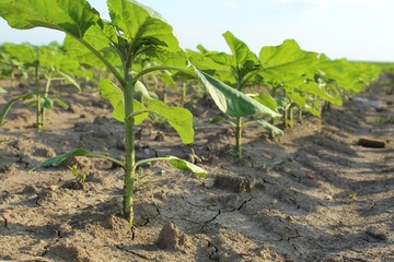 young plants in a field