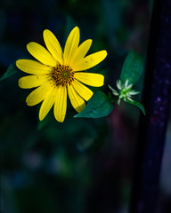 yellow flower on black background