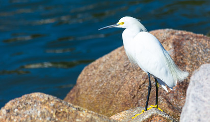 Garça-branca-pequena