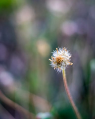 dandelion on green background