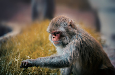 Watching the primates, give us an opportunity to explore their behavior. Shot taken at Darjeeling, West Bengal, India.