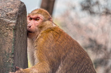 Watching the primates, give us an opportunity to explore their behavior. Shot taken at Darjeeling, West Bengal, India.