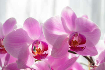 Pink phalaenopsis orchids,beautiful orchid flowers in the garden in sunlight, orchid pink Phalaenopsis