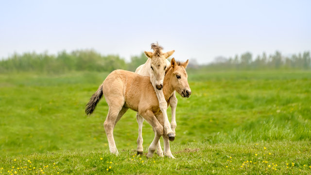 Two cute dun colored Konik foals playing, legs hang around the neck, they are part of a free-range herd of the Polish primitive horse breed live in nature reserve De Rug, Roosteren, Netherlands