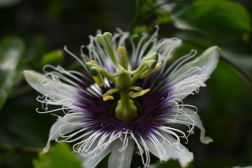 bee on flower maracuyá Passiflora