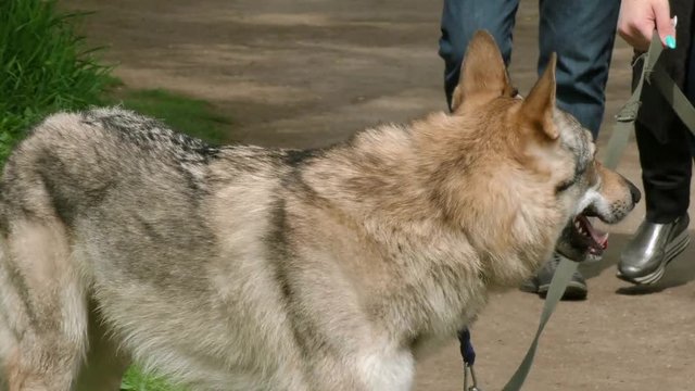 Wolf tamed on a leash walking with the owner. Domesticated wild gray wolves on the street.