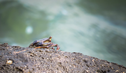 Thin shelled rock or grapsid crab, Grapsus Tenuicrustatus, sitting on top of a rock in the sea, Ahukini, Kauai, Hawaii, USA