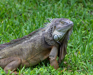 Fototapeta premium Male green iguana close up with pronounced jowls and yellowish-orange eye is standing in green grass.