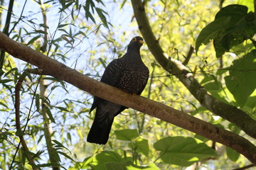 African olive pigeon (scientific name: Columba arquatrix) also known as Rameron pigeon