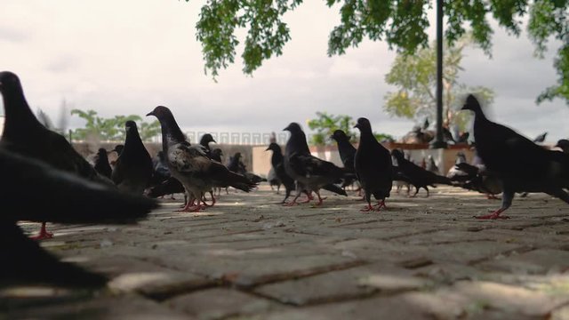 A group of pigeons wandering together in a square in Puerto Rico, on a windy day.