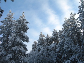 Snow covered fir trees in winter forest scene. Winter snow forest trees background.