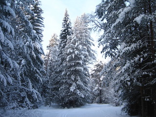 Snow covered fir trees in winter forest scene. Winter snow forest trees background.