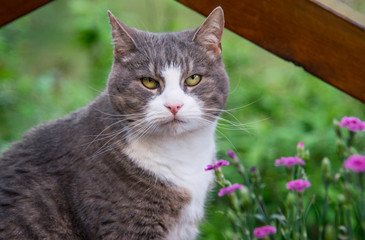 Fototapeta na wymiar Closeup portrait of a cat in the garden
