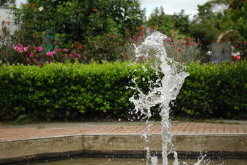 Dragón de agua