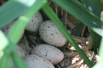 Bird eggs