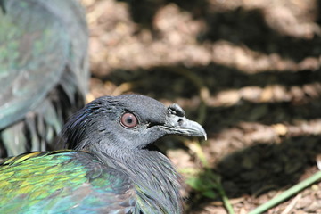 Nicobar pigeon (scientific name: Caloenas nicobarica)