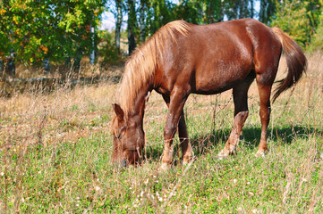 Beautiful brown horse grazing in the autumn meadow