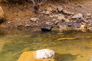 duck swimming in a shallow lake with a wooded background and during sunset