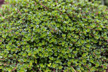 thyme growing in a garden