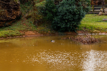 duck swimming in a shallow lake with a wooded background and during sunset