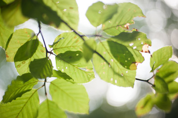 Leaves of a tree in backlight.