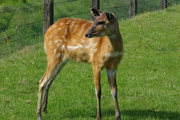 Deer at the zoo