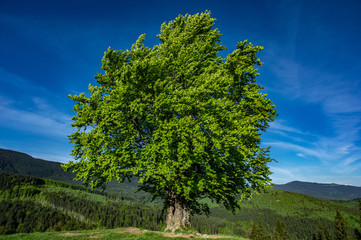 Old beech on the background of mountains