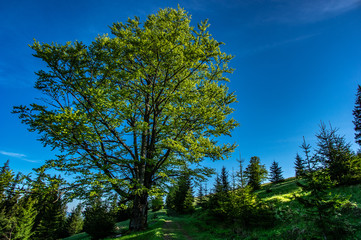 Old beech on the background of mountains