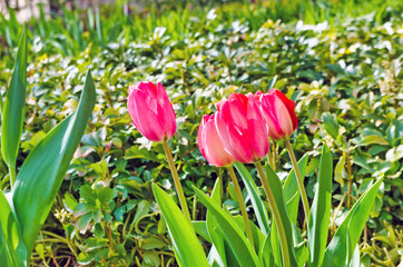 Red Tulips in the Garden