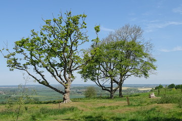 The rolling hills of the Dunstable Downs - Whipsnade, Bedfordshire, England, UK