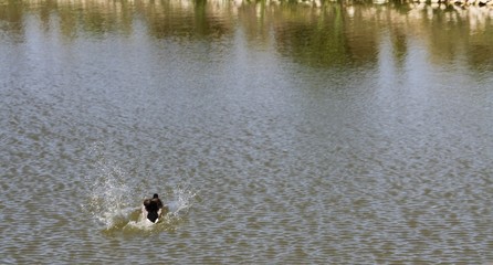 Duck in a pond