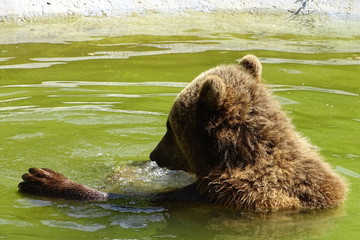 Brown bear having a bath at the zoo