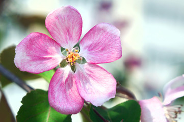 Fototapeta na wymiar One pink apricot flower, shallow depth of field.