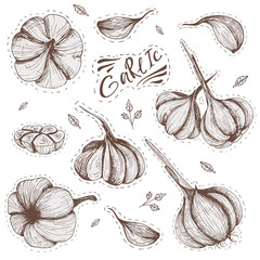 Garlic vector clip art set Hand drawn images of vegetables