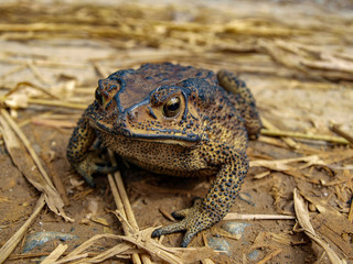 frog